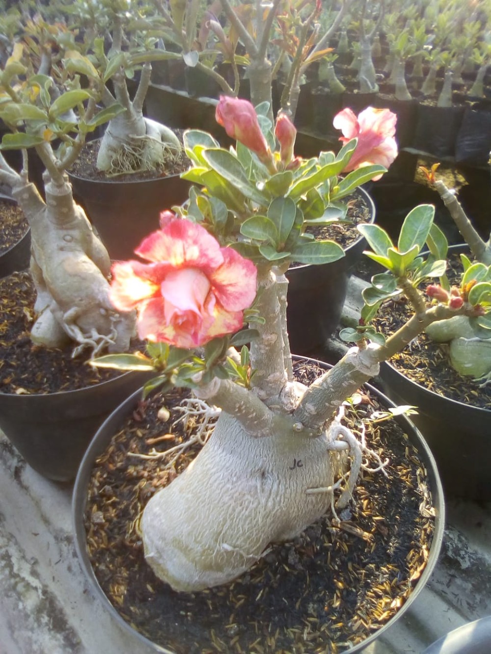  Tanaman  Hias  Adenium  2 kg